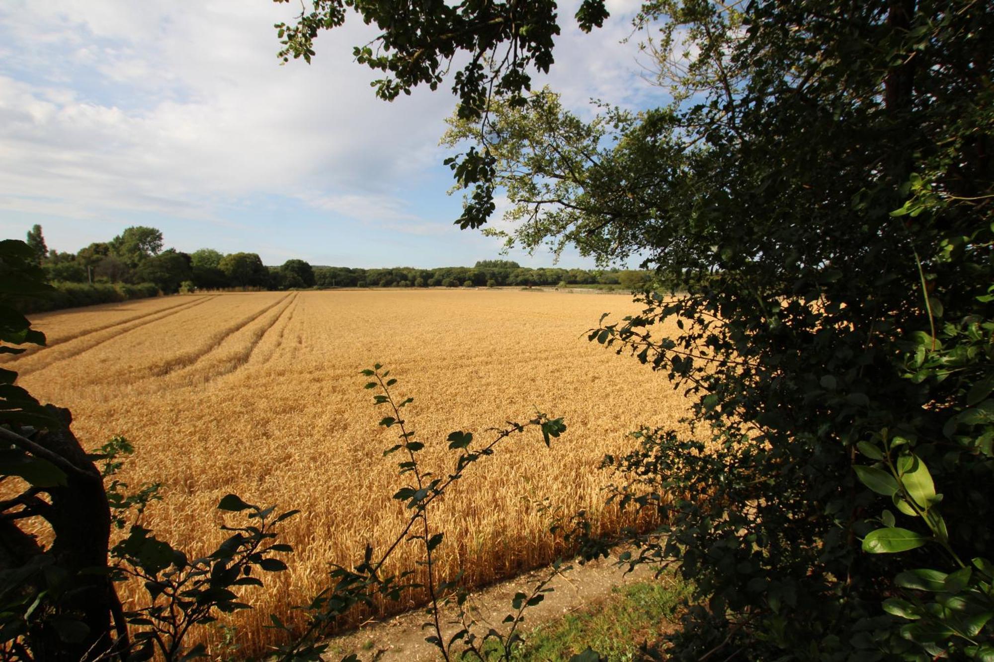 Cowslip Barn Annexe, Countryside Stay Near 奇切斯特 外观 照片